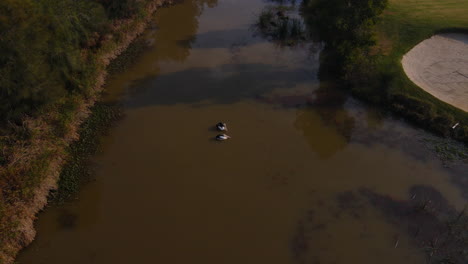 Dos-Pelícanos-Flotando-En-El-Agua-Del-Río-Que-Fluye