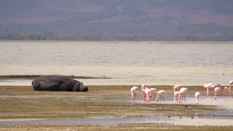 Hippopotamus-resting-and-Lesser-Flamingos-in-Ngorongoro-Crater-Lake-Tanzania-Africa,-Handheld-stable-wide-shot