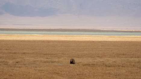 Seguimiento-De-Hienas-Para-Rezar-En-Pastizales-Con-Olor-En-El-Lago-Del-Cráter-Ngorongoro-Tanzania-áfrica,-Tiro-De-Gran-Angular