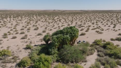 Desert-Oasis-Retreat,-Aerial-Shot-of-Cars-Parked-by-Lush-Oasis-in-Middle-of-Southwestern-Desert