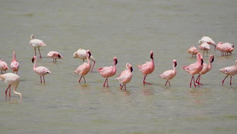 Lesser-Flamingos-walking-on-the-shallow-lake-in-Ngorongoro-crater-in-Tanzania-Africa,-Handheld-telephoto-shot