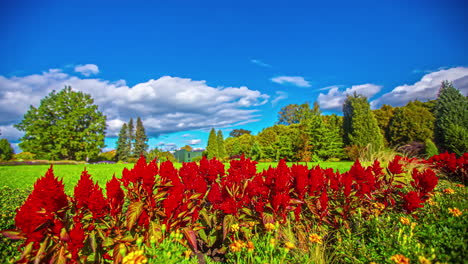 Lebendige-Und-Farbenfrohe-Zeitraffer-Von-Roten-Blumen-Auf-Einer-Grünen-Wiese-Mit-Bäumen-Im-Hintergrund-Vor-Einem-Strahlend-Blauen-Himmel-Mit-Vorbeiziehenden-Weißen-Wolken