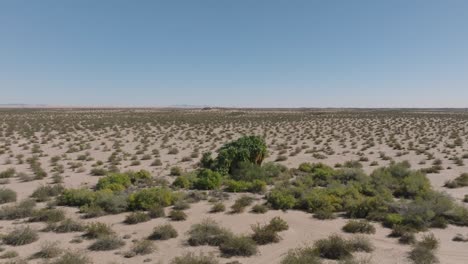 Volando-Hacia-Un-Oasis-En-El-Desierto,-Disparos-De-Drones-Aéreos-Acercándose-A-árboles-Verdes-En-Medio-Del-árido-Arbusto-Del-Desierto-De-California,-Cielos-Azules-Arriba