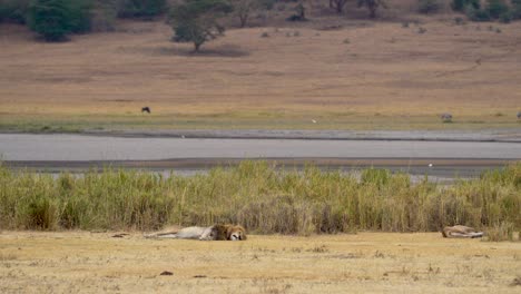 Male-and-female-lions-lying-down-at-Ngorongoro-Crater-Lake-in-Tanzania-Africa,-Handheld-long-shot