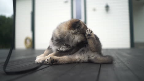 Slowmotion-Aufnahme-Eines-Finnischen-Lapphund-Welpen,-Der-Sich-Putzt-Und-Leckt