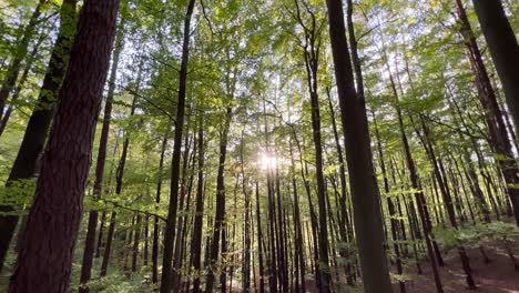 Sonnenlicht,-Das-Im-Frühling-Im-Wald-Durch-Die-Baumkronen-Späht