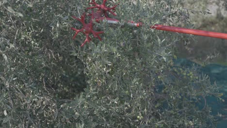 Zeitlupen-Oliven,-Die-Von-Der-Pflanze-Fallen,-Während-Ein-Bauer-Ein-Werkzeug-Verwendet,-Um-Sie-Für-Die-Ernte-Zu-Schütteln