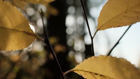 Looking-at-sun-through-yellow,-autumn-leaves-swaying-in-wind,-macro-shot