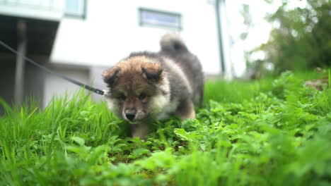 Low-tracking-shot-of-a-Finnish-Lapphund-puppy-walking-and-smelling-the-grass