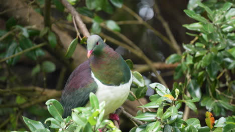 Slow-motion-close-up-of-a-Kereru-wood-pigeon-bird-in-New-Zealand-in-a-Pohutakawa-tree
