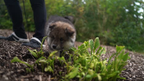 Slowmotion-shot-of-a-Finnish-Lapphund-puppy-out-on-a-walk-exploring-the-world