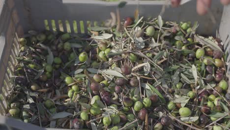 Top-down-slow-motion-view-of-freshly-harvested-olives-falling-into-a-basket