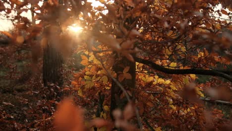 Golden,-autumn-tree-in-evening-sun,-panning-shot,-slow-motion
