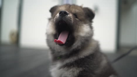 Slowmotion-shot-of-a-Finnish-Lapphund-puppy-sitting-and-yawning-on-a-lead
