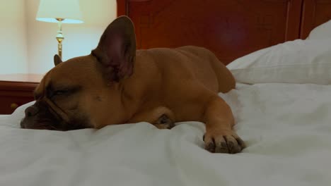 Französische-Bulldogge-Liegt-Beim-Schlafen-Auf-Dem-Bett