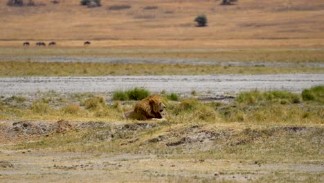 Male-lion-resting-at-Ngorongoro-wildlife-preserve-in-Tanzania-observing-wildebeest-nearby,-Handheld-long-shot