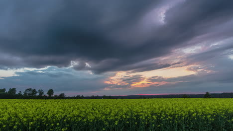 moving-time-lapse-of-a-meadow-with-green-bushes-and-yellow-blossom-under-a-cloudy-sky-with-dark-clouds