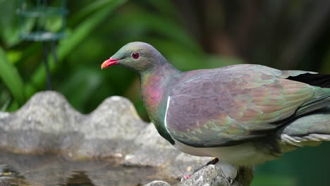 Ein-Kereru-Ringeltaubenvogel-In-Neuseeland,-Der-In-Zeitlupe-Aus-Einem-Vogelbad-Trinkt
