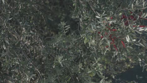 Slow-motion-close-up-of-a-harvesting-rod-spinning-to-vibrate-olives-off-the-vines