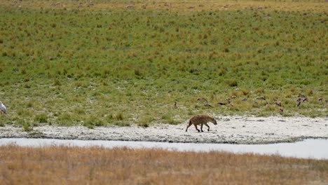 Hyena-walking-at-Ngorongoro-Crater-Lake-Tanzania-Africa-with-storks-on-wetlands,-Wide-pan-right-shot