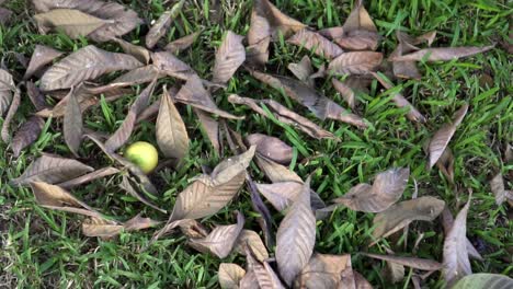 Plucked-lemon-drops-to-the-ground-into-dried-leaves-and-grass-as-it-bounces-off-in-slow-motion