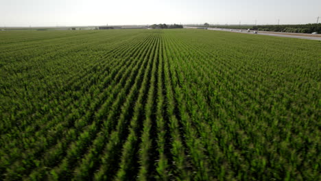 Luft,-Die-über-Saftig-Grüne-Maisfelder-In-Kalifornien-Fliegt