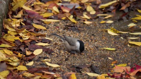 Marsh-Tit-bird-Drinking-Water-or-Eating-Bug-on-A-Ground-in-Autumn-Park