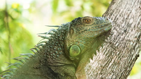 Grüner-Alligator-Hautnah-In-Costa-Rica-Wilder-Natürlicher-Jingle,-Extrem-Detailliertes-Wildtierschießen