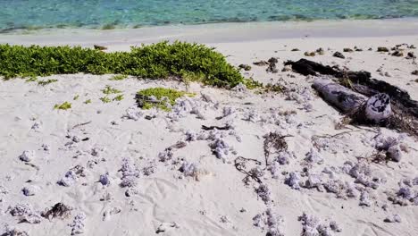 Shore-beach-with-Sea-grass,-white-sand-and-corals-and-sea-ripples-texture