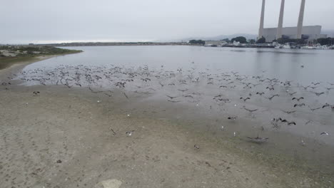 Aerial-Towards-Flock-Of-Pelicans-Taking-Off-From-Beach-At-Morro-Bay