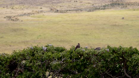 Two-falcon-raptor-birds-on-treetops-at-Ngorongoro-natural-preserve-Tanzania-Africa,-Aerial-wide-angle-shot