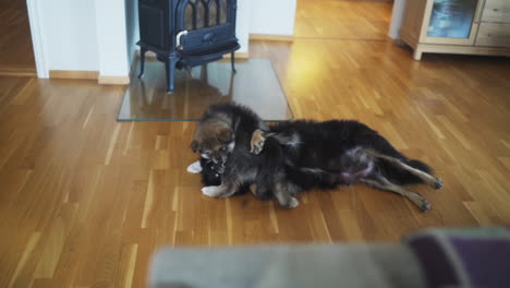 Slowmotion-shot-of-a-Finnish-Lapphund-puppy-playing-roughly-with-an-older-black-dog