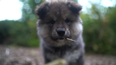 Close-up-shot-of-a-Finnish-Lapphund-puppy-chewing-on-a-stick-when-out-on-a-walk
