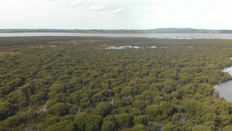Aerial-shot-moving-accross-mangroves-in-Victoria-Australia
