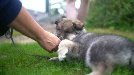 Slowmotion-Aufnahme-Eines-Jungen-Finnischen-Lapphund-Welpen,-Der-Die-Hand-Seines-Besitzers-Leckt