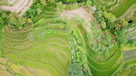 Overhead-drone-shot-of-green-rice-field-with-trees-on-tropical-countryside