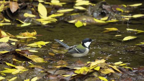 Japanese-tit-Drinking-Water,-Oriental-Tit-Washing-Plumage-in-Water-Puddle-With-Yellow-Leaves