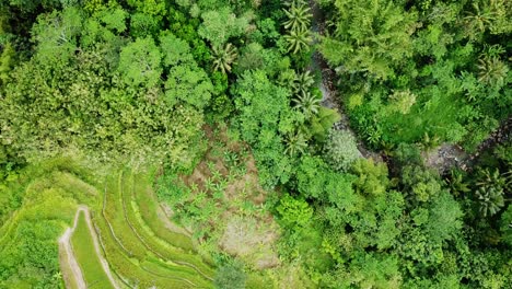 Overhead-drone-shot-of-tropical-rural-landscape