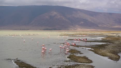 Flock-of-Lesser-Flamingos-in-the-shallow-water-shores-at-Ngorongoro-Crater-Lake-Tanzania-Africa,-Wide-angle-shot