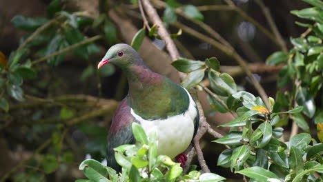 A-Kereru-wood-pigeon-bird-in-New-Zealand-flaps-from-a-tree-branch-in-slow-motion