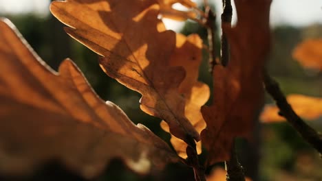 Macro-shot-of-autumn,-oak-leaves-on-sunny-day