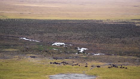 Mud-plains-of-the-Ngorongoro-crater-preserve-Wildebeest-migration-grazing-on-grasses,-Tanzania-Africa,-Wide-handheld-stable-shot