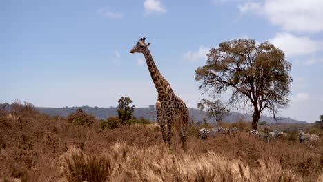 Female-giraffe-standing-still-at-Ngorongoro-Tanzania-Africa-clearing-aside-from-zebras,-Wide-shot