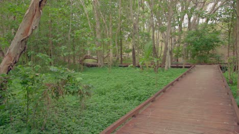 Wooden-walkway-in-the-rainforest.-forest-tour