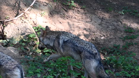 a-wolf-is-walking-on-a-forest-ground-with-branches,-bushes,-and-leaves,-mammal