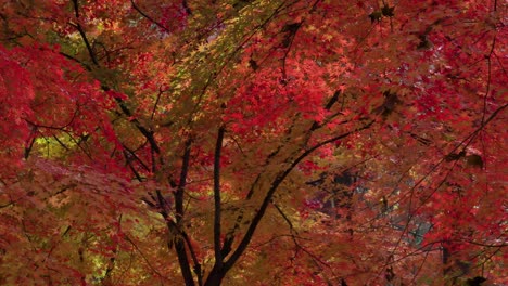 Roter-Lebendiger-Japanischer-Ahornbaum-Im-Herbstpark-In-Südkorea