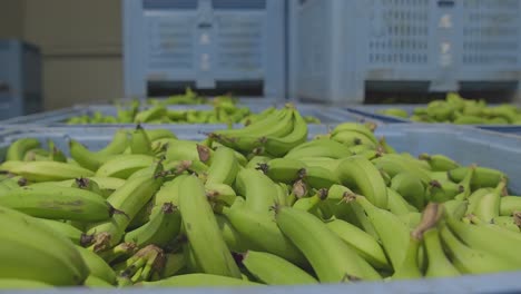 Los-Plátanos-En-El-Contenedor-Están-Listos-Para-Ser-Comercializados