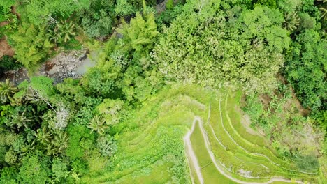 Overhead-drone-shot-of-dry-rocky-river-surrounded-by-trees-on-dry-season