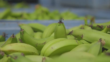 Green-bananas-on-the-container-are-ready-to-be-marketed