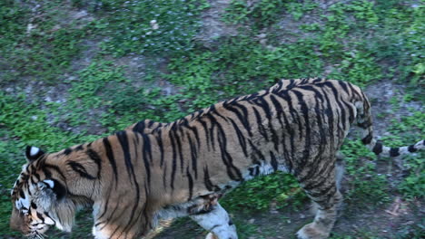 close-up:-a-tiger-is-walking-on-grass-in-a-zoo